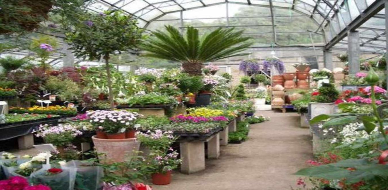 Finding A Nursery Near By Is Like Believing That Tomorrow Exists!